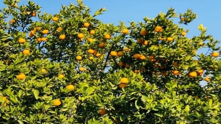 محصول ستروس در ولایت ننگرهار افزایش یافته است