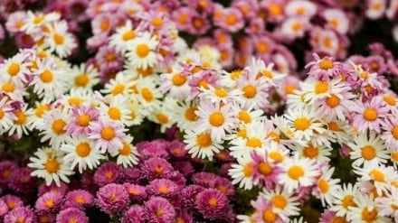 Fotoreportazh nga Irani në vjeshtë: Nga Festivali i Krizantemës te Ekspozita Kombëtare e Artizanaleve