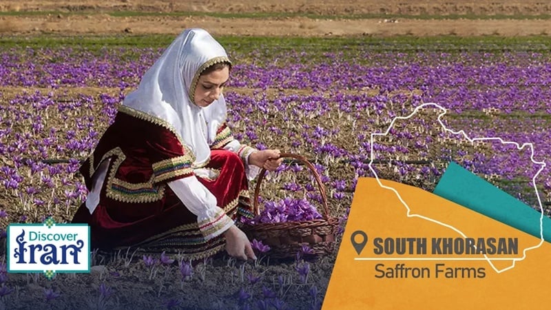 Qaenat nel Khorasan Meridionale, dove nasce lo zafferano più pregiato del mondo
