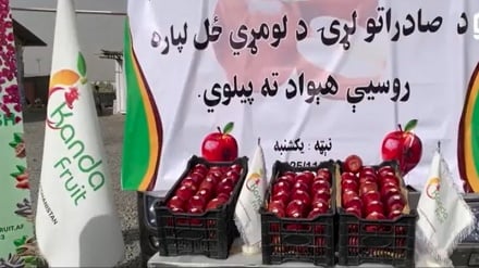 صادرات سیب افغانستان به روسیه آغاز شد