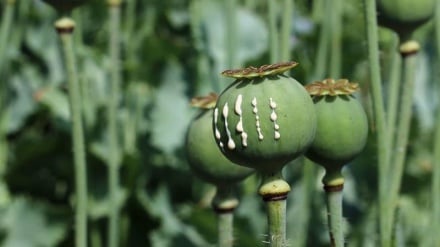 Utafiti: Kilimo cha mihadarati ya afyuni nchini Afghanistan kimepungua kwa 20% katika mwaka 2025