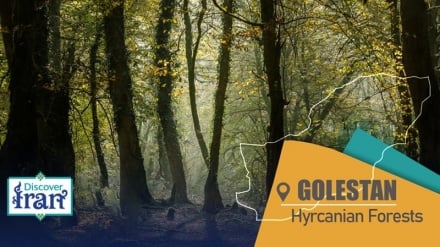 Hyrcanian forests of Golestan, a verdant jewel of northern Iran