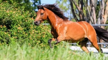 Ənzəli portədə Kaspiyəni asbi festival