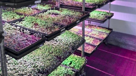 ירק קסום איראני עם פי 20 יותר ויטמינים וצמיחה תוך שבעה ימים