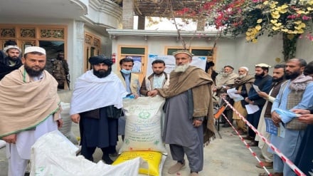 تقویت زراعت در ننگرهار با توزیع تخم اصلاح‌شده بذری و کود کیمیاوی 