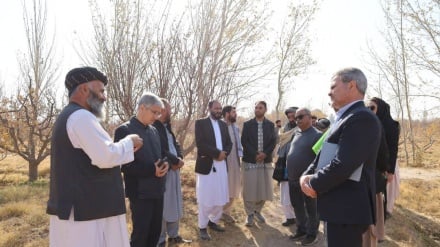 همکاری دو همسایه در توسعه زراعت؛ تخصص ایرانی به کمک کشاورزی افغانستان می‌رود