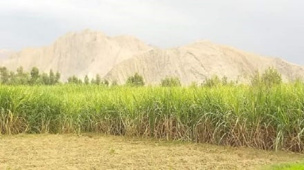 رشد چشمگیر تولید نیشکر در ننگرهار