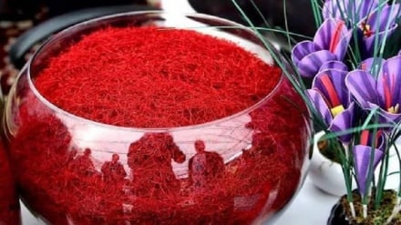 افزایش صادرات زعفران افغانستان؛ چشم‌انداز مثبت برای «طلای سرخ»