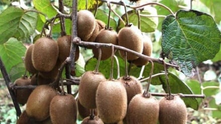 Qiloni boğonku 98 fayiz kivi çıniye bıə