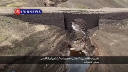 Тағироти иқлимӣ ва коҳиши маҳсулоти кишоварзии инглисӣ