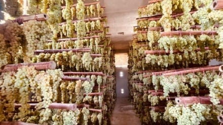 ملګرو ملتونو په افغانستان کې د کرنیزو محصولاتو لپاره شاوخوا ۵۲۵ ګودامونه جوړ کړي