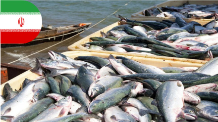 ایران؛ قدرت نخست تولید قزل‌آلا در جهان