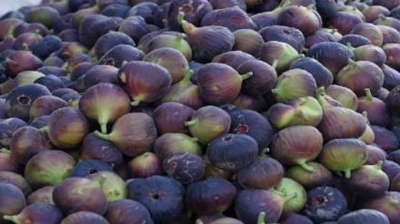 رونق بازار انجیر صادراتی افغانستان در خارج از کشور 