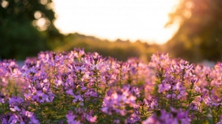 Der verheißene Erlöser| Mahdi und Christus - Zwei Gesichter einer göttlichen Wahrheit