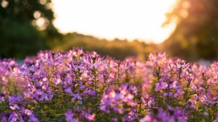 ژمنه شوی ژغورونکی  | مهدي او مسیح؛ د  یوه الهي حقیقت دوه مخونه