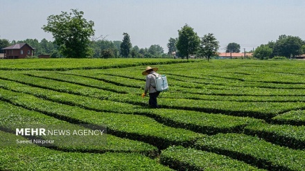 Mauzo ya chai ya Iran nje ya nchi yaongezeka kwa 48% 