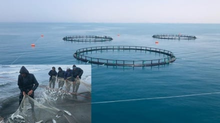 Taliban’ın İran’dan Balıkçılık ve Deniz Ürünleri Ticaretinde Kolaylık Talebi  