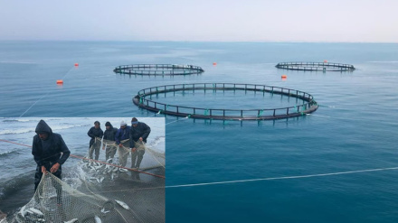 درخواست طالبان از ایران برای دریافت تسهیلات تجارت در زمینه شیلات و آبزیان دریایی