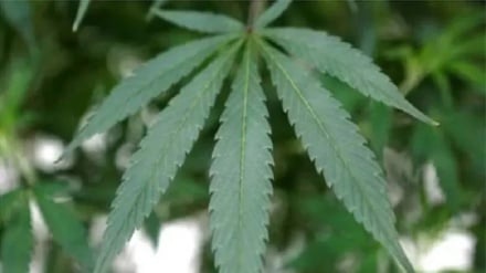 د پاکستان د خیبر پښتونخوا صوبې حکومت د بهنګو د کر د قانوني کولو هڅه کوي