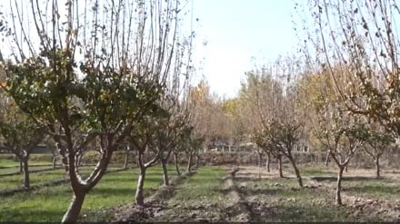 ایجاد بیش از دوازده هزار جریب باغ‌ میوه در ولایت ننگرهار