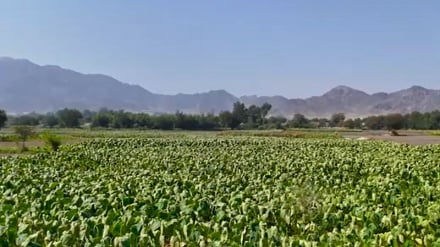 دهقانان ننگرهار: کشت‌های حلال جای تریاک را گرفته است