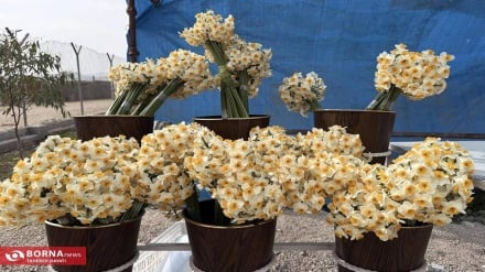 نرگس‌هایی که زمستان را بهار می‌کنند