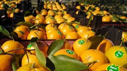 Buah-Buahan dari Mazandaran Dieskpor ke India dan Negara‑Negara di pesisir Laut Kaspia