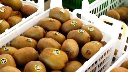 De Qiloni kivi ixracati, təğribən 110 milyon dollar vəlyuta vardey