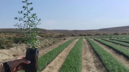 Çölleşmeyle mücadele ve hava kalitesinin iyileştirilmesi için Semnan’da 2 milyon fidan dağıtımı