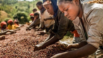 رنج استعمار| قهوه‌ی تلخ، تاریخ خونین: از برده‌داری تا استعمار