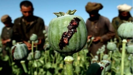 طالبان گزارش تازه سازمان ملل درباره مواد مخدر را رد کرد