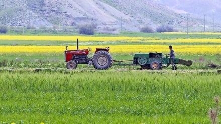 اصلاح الگوی کشت در حاشیه دریاچه ارومیه کلید احیای منابع آب