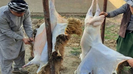 ممنوعیت ذبح دام برای قصابان شیعه؛ معاون وزیر خارجه طالبان واکنش نشان داد!