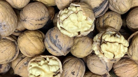 تولید گردو در ایران؛ ثبات تولید با وجود تنش‌های اقلیمی