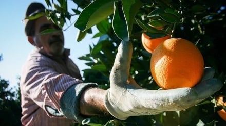 Дезфуль, центр производства цитрусовых в Иране - настоящая сокровищница полезных и высококачественных продуктов.