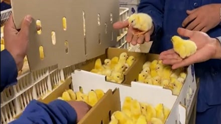 تلاش‌ها برای خودکفایی قندهار در تولید جوجه مرغ ادامه دارد