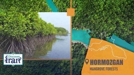 Mangrove forests of Hormozgan, a living ecosystem between land and sea