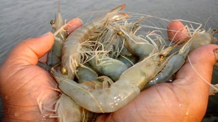 تولید میگوی پرورشی ایران جهش ۳۷ درصدی ثبت کرد