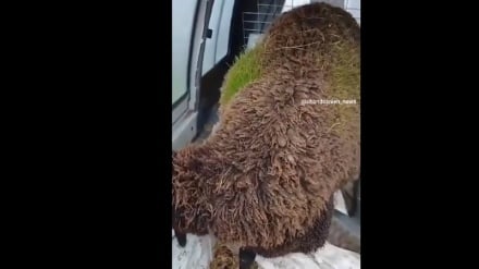 روییدن علف وسط پشم‌های یک گوسفند!