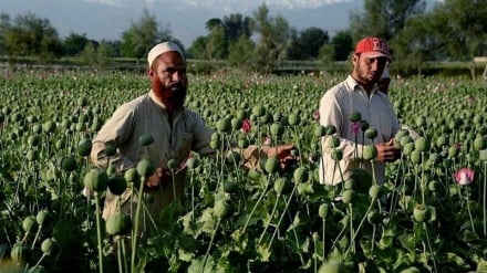 هشدار ملل متحد درباره اقبال دوباره کشاورزان افغان به کشت خشخاش