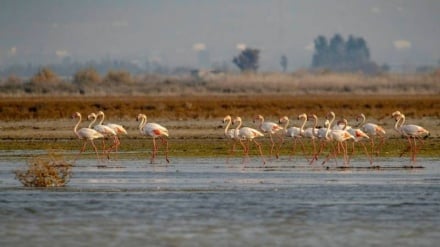 İran’ın Ramsar Sözleşmesi’ne Ev Sahipliğinin Üç Yıl Uzatılması