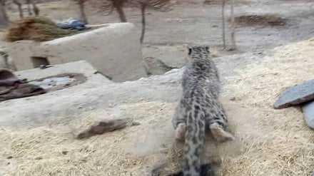 افزایش حملات پلنگ برفی به محل نگه‌داری مواشی در بدخشان