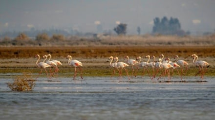 Իրանը երեք տարով երկարաձգեց Ռամսարի կոնվենցիայի հյուրընկալումը