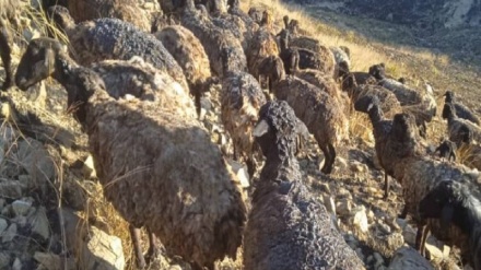 خوست کې د اورلګېدنې له امله ۳۰۰ څاروي سوځېدلي