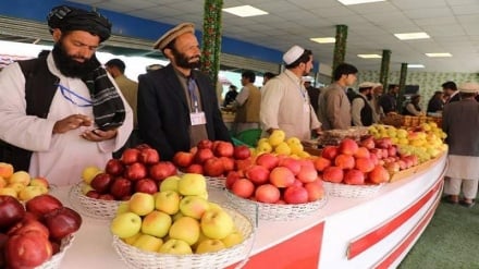 بادام‌باغ کابل میزبان سی‌وچهارمین نمایشگاه محصولات زراعتی و مالداری