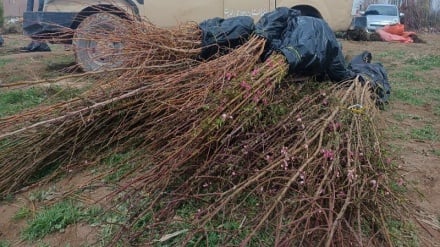 کارزار نهال‌شانی در هرات؛ غرس ۱۰ هزار نهال برای سرسبزی شهر