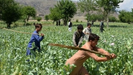 طالبان: کشت مواد مخدر در افغانستان  ۹۸ درصد کاهش یافته است