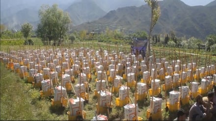 طرح پنج‌ساله ۶ میلیون دالری برای احیای جنگلات کنر آغاز شد