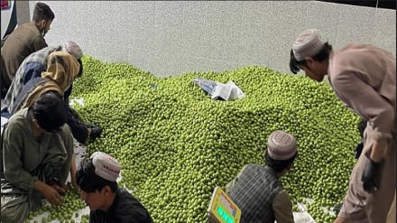 له کندهار ولایت څخه په لومړي ځل متحده عربي اماراتو ته د شنو الوچو صادرات پیل شول