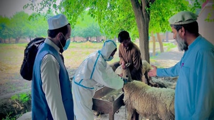 ننګرهار کې د لوی اختر تر رارسېدو وړاندې زرګونو څاوریو ته د کانګو ناروغۍ ضد واکسین ورکول شول